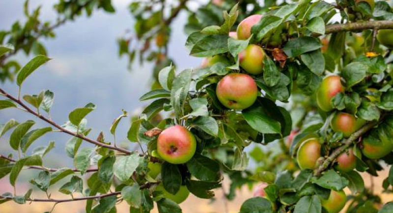 Подкормка деревьев