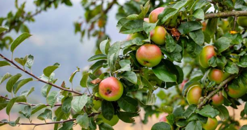 Плодовые деревья