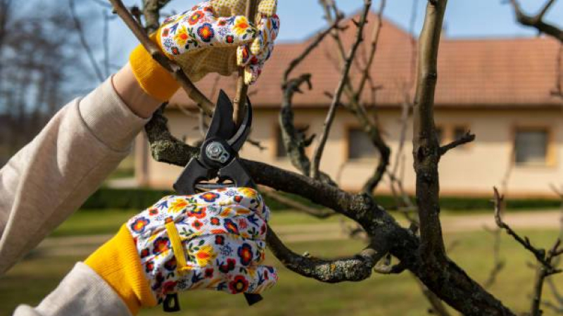 Обрезка деревьев