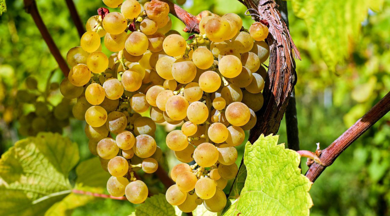 Подвязка винограда