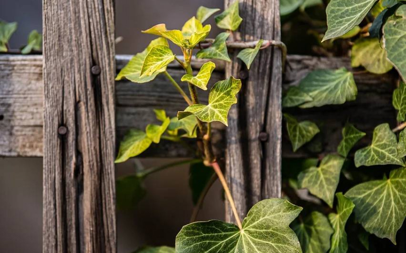 Система поддержки виноградных лоз