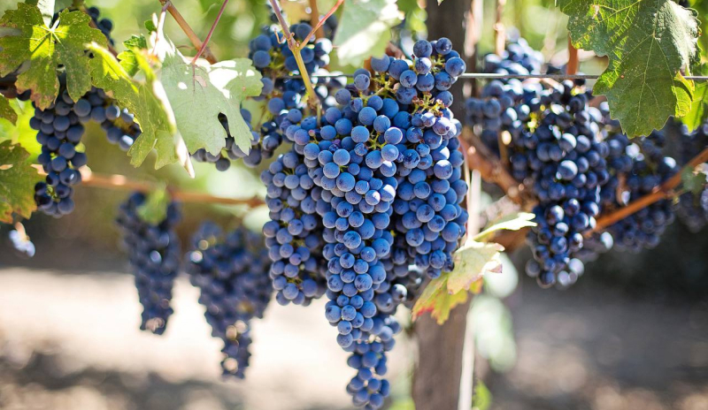 Посадка новых сортов винограда