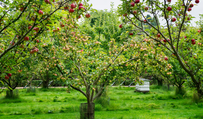 Перед началом осени саду также необходима профилактика