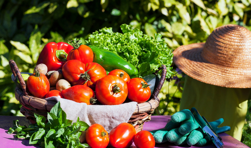 Стоит учитывать особенности сбора урожая для разных видов растений