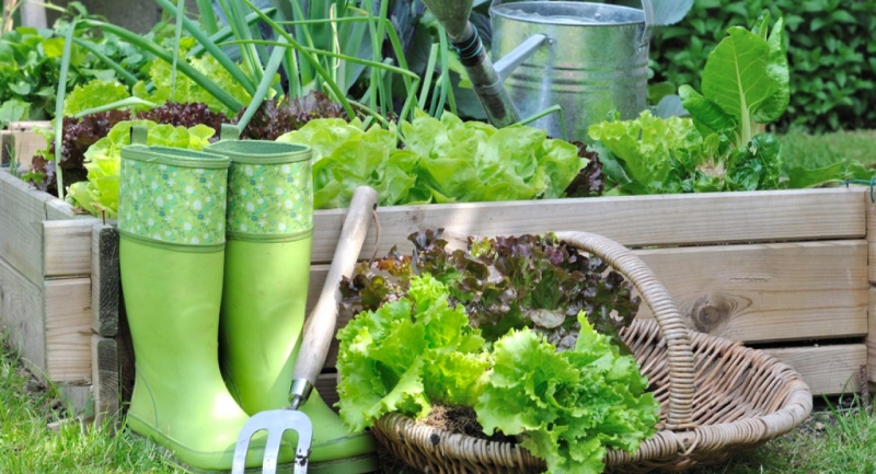 Что посадить в августе на даче