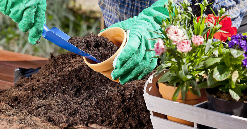 Посадка растений в августе