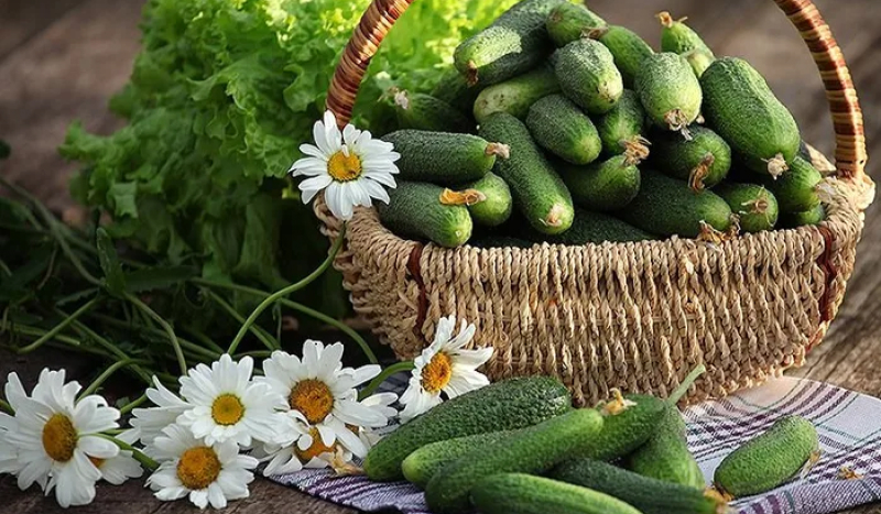 Урожай огурцов