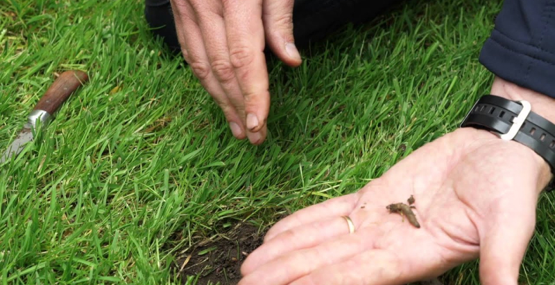 Насекомые и вредители газона