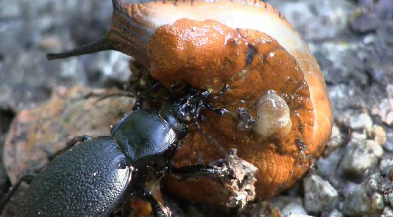 Жуки, поедающие слизней