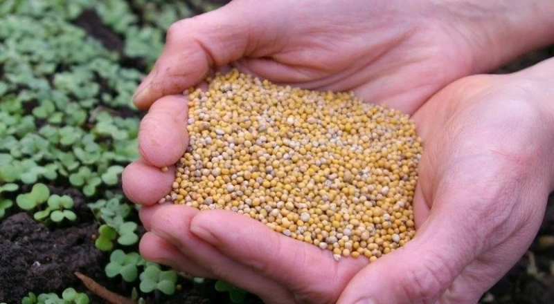 Сидерат горчица