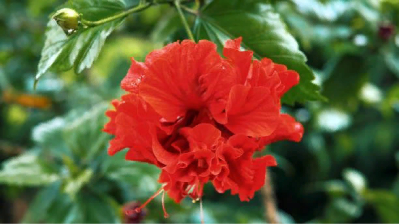 Гибискус китайский 