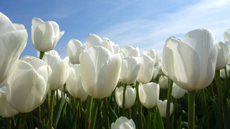 Белые тюльпаны