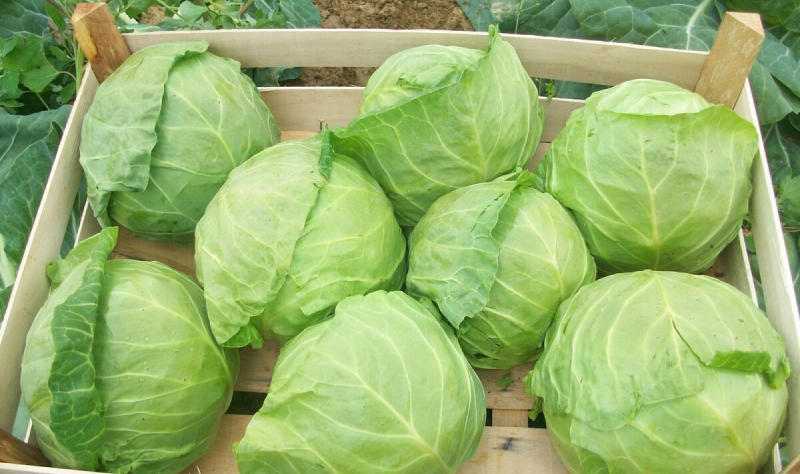 Урожай капусты