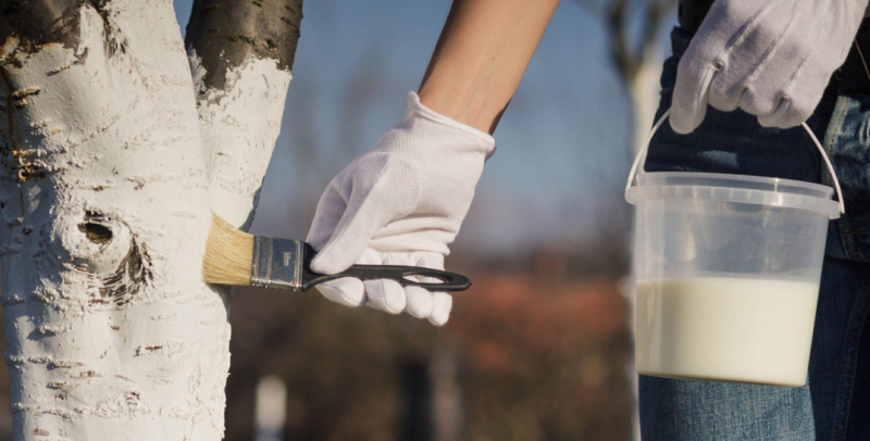 Побелка деревьев