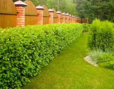 Живая изгородь