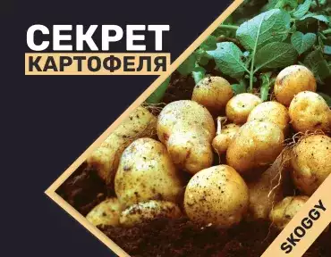 Секрет картофеля о котором мало кто знает