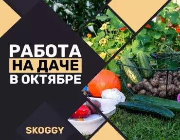 Работа на даче в октябре: список необходимых дел